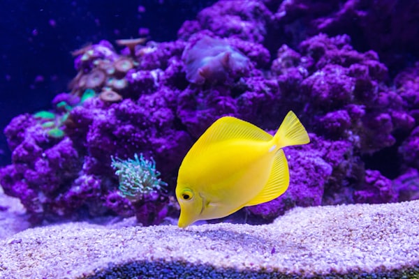 Aquarium / indoor