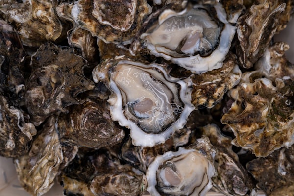 Raw bar / Pacific Northwest shellfish dish